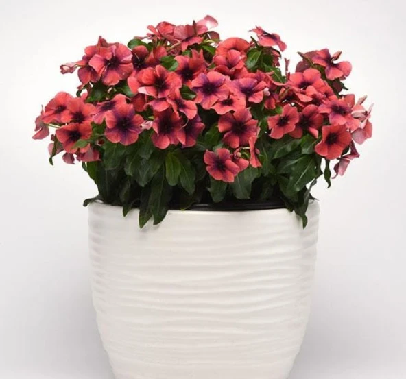 Rozet Çiçeği Tohumu Tattoo Serisi - Turuncu Siyah Renkli ( 5 Tohum ) - 2