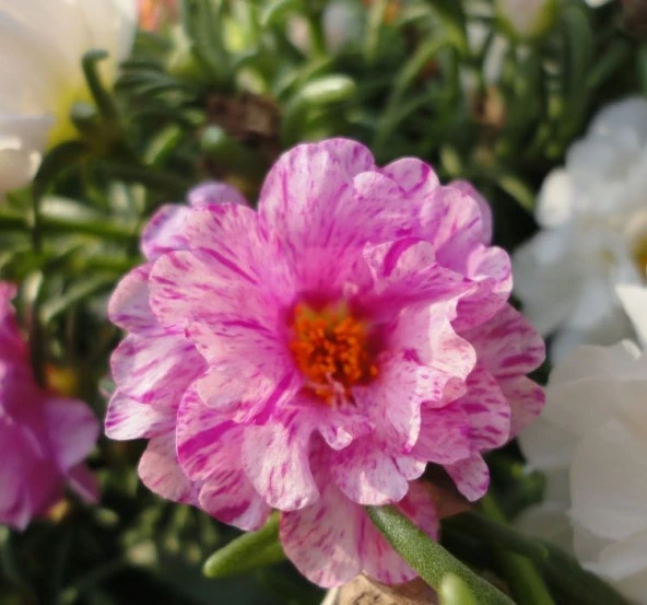 İpek Çiçeği Tohumu Duble Katlı - Kırçıllı Kırmızı Renkli ( 25 Tohum ) - 2