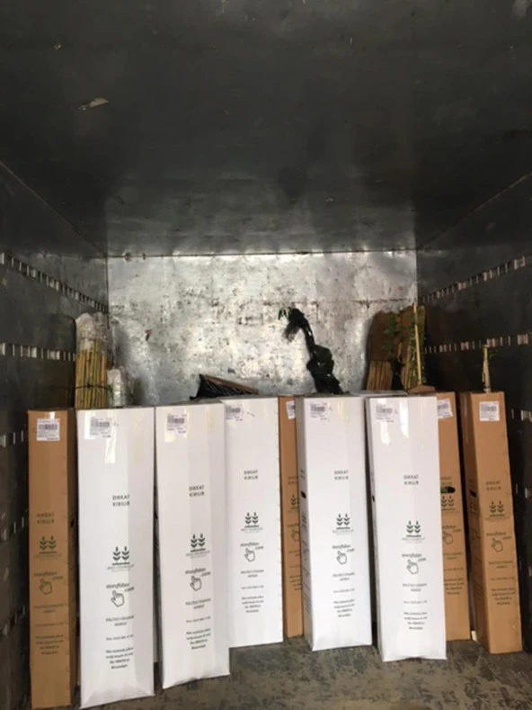 Tüplü yediveren Polka Ahududu boy 100-120 cm - 3