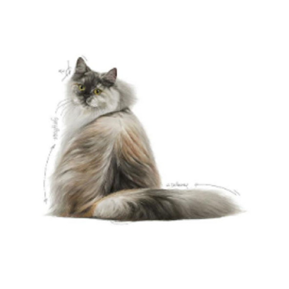 Royal Canin Hair & Skin Care Kuru Kedi Maması 2 kg - 2