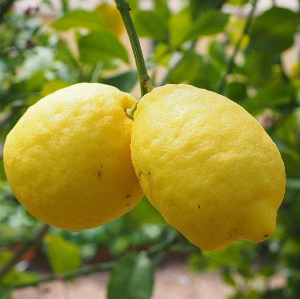 Nadir Kütdiken Tüplü Limon Fidanı - 1
