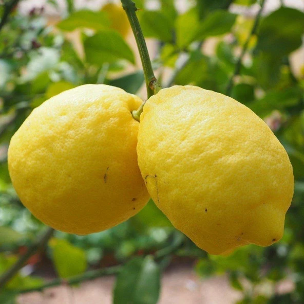 Nadir Bulunan Yarı Bodur Kütdiken Tüplü Limon Fidanı - 1