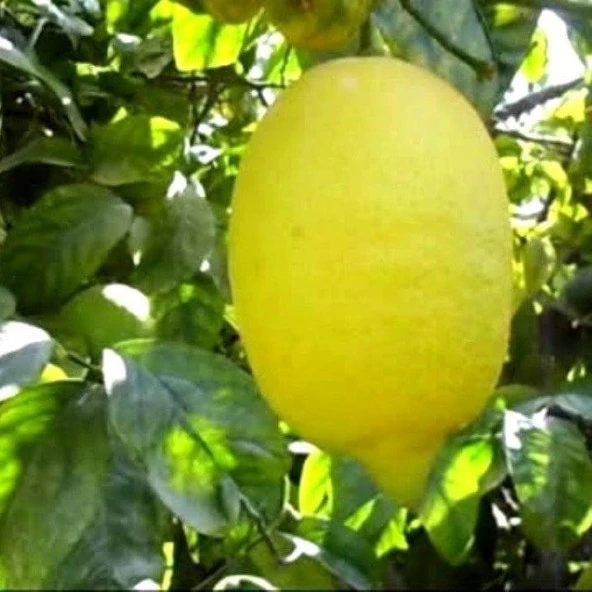 Çok Dallı Tüplü 4 Yaşında Yediveren Enter Limon Fidanı (120-150 cm) ürün görseli 1