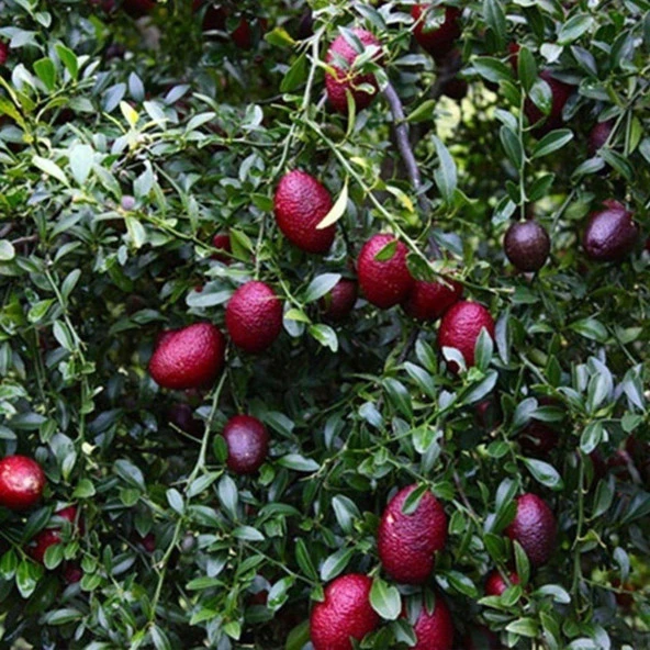Nadir Tüplü Red (Kırmızı) Australian Blood Limon Fidanı - 1