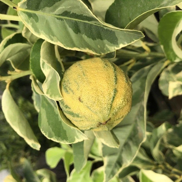Ender Bulunan Tüplü Beyaz Yapraklı Özel Süs Limonu Fidanı - 1