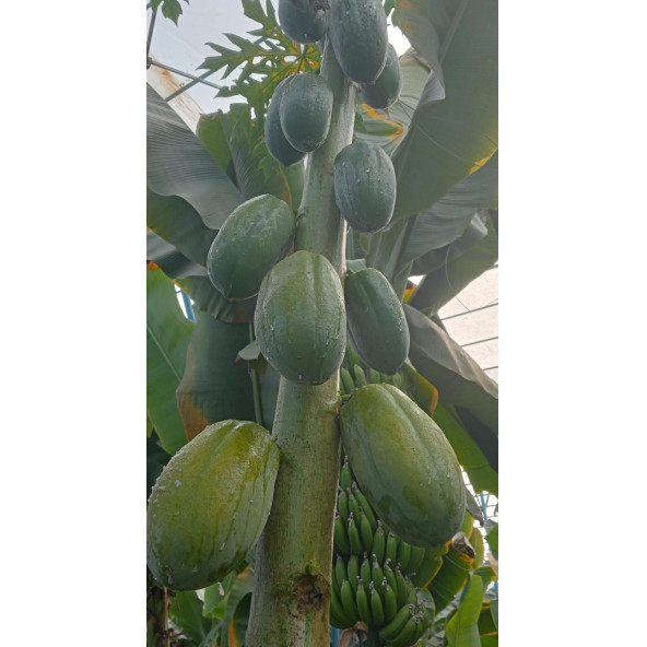Papaya 2 adet (Ağaç kavunu) - 2