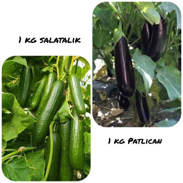 PATLICAN 1 KG SALATALIK 1 KG