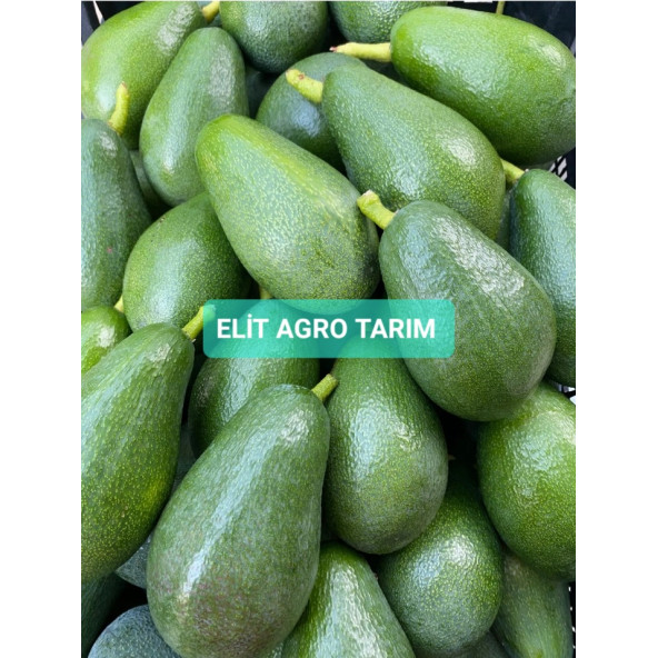 AVOKADO 5 ADET 250 GR ÜZERİ