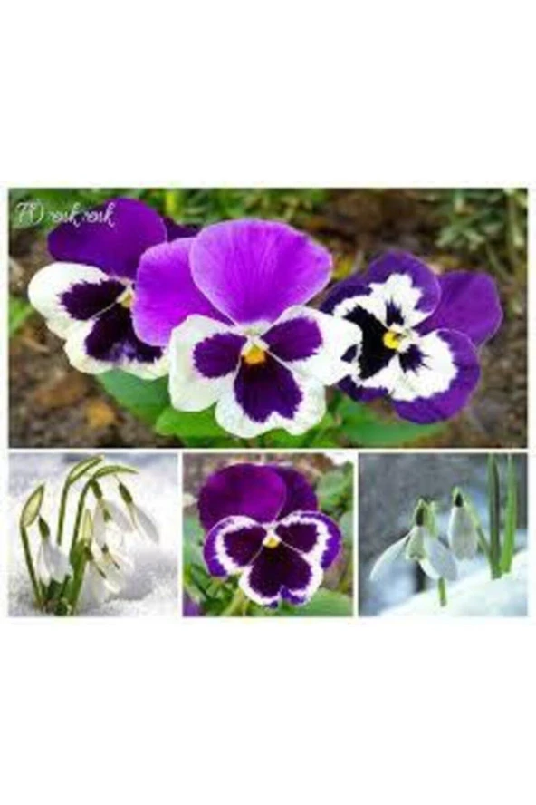 10 Adet Tohum Hercai Çiçek Tohumu Hercai Çiçeği Hediye Saksı Toprak Sürpriz Hediye - Resim 2