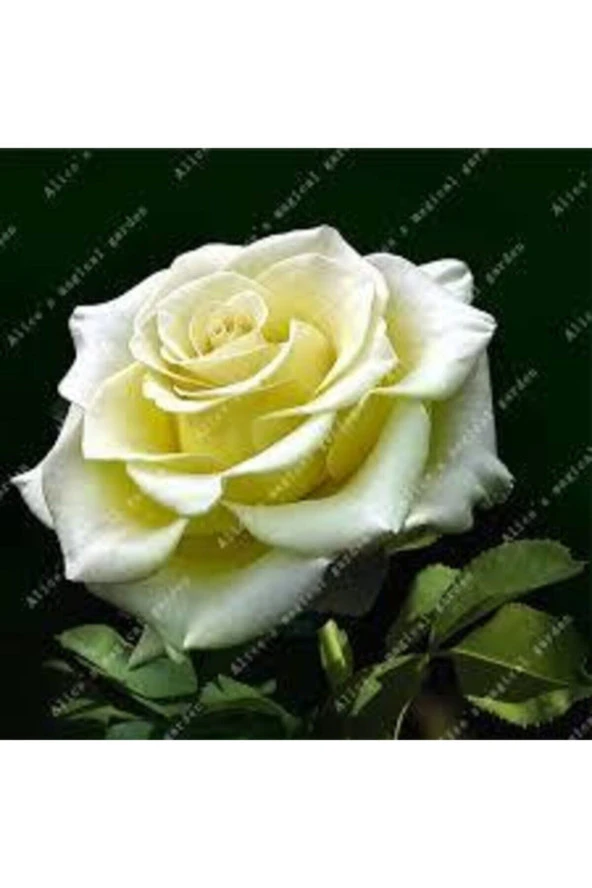 5 Adet Tohum Nadir Beyaz Gül Tohumu Organik Bahçe Gülü Saksı Toprak Hediyemiz