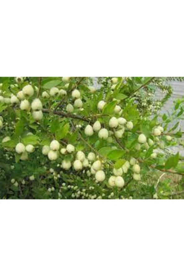 10 Adet Tohum Tropikal Nadir Hambeles Meyvesi Tohumu Orjinak Tohum Sürpriz Hediye Tohumludur - 3