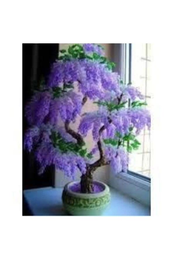 5 Adet Tohum Bodur Jakaranda Bonsai Ağacı Tohumu Sürpriz Hediye Bonsai Ağacı Tohumludur - 3