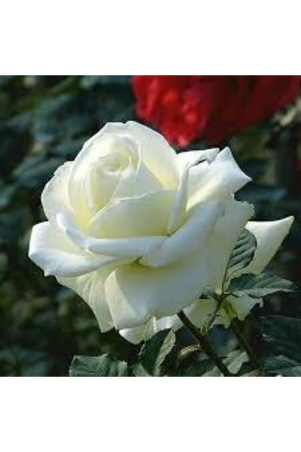 5 Adet Tohum Nadir Beyaz Gül Tohumu Organik Bahçe Gülü Saksı Toprak Hediyemiz - 2