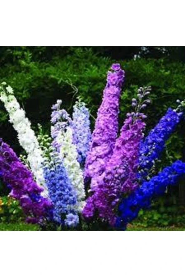 10 Adet Tohum Hezaren Çiçeği Tohumu Karışık Hezaren Çiçeği Egzotik Çiçek Saksı Toprak - 2