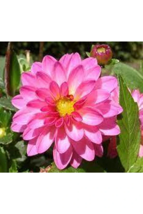 5 Adet Tohum Hollanda Ithal Nadide Dehlia Çiçeği Yıldız Çiçeği Tohumu Sürpriz Hediye Tohumludur