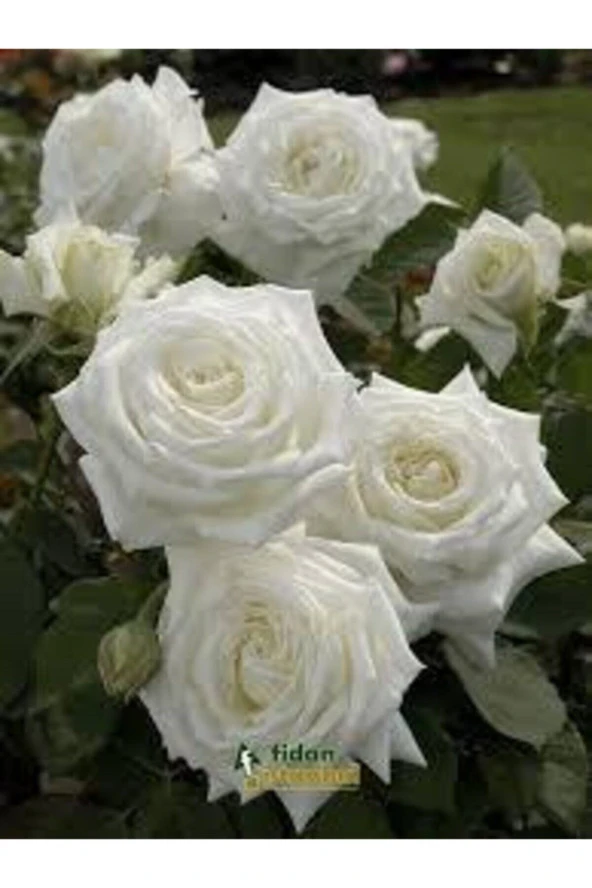 5 Adet Tohum Nadir Beyaz Gül Tohumu Organik Bahçe Gülü Saksı Toprak Hediyemiz - 3