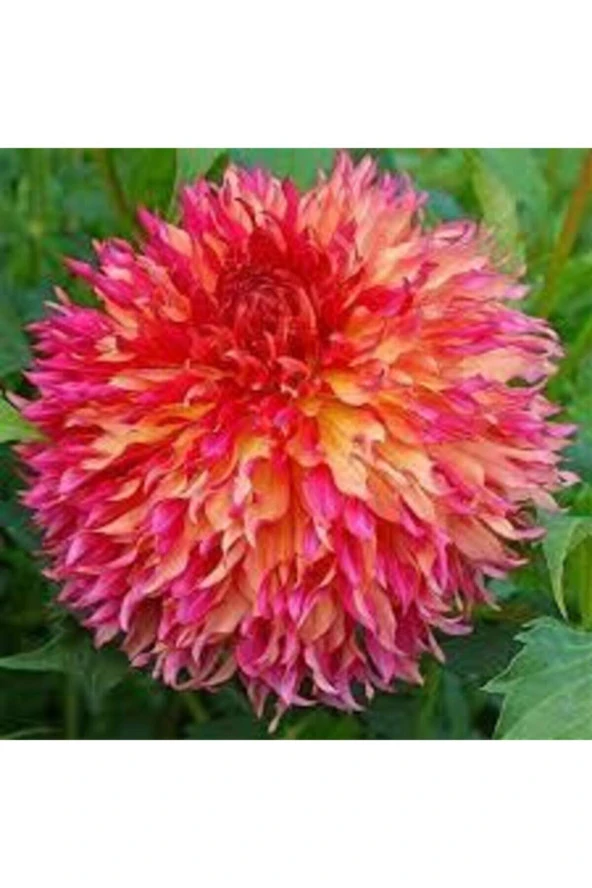 5 Adet Tohum Hollanda Ithal Nadide Dehlia Çiçeği Yıldız Çiçeği Tohumu Sürpriz Hediye Tohumludur - Resim 2