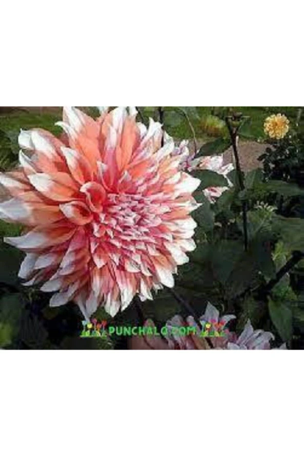 5 Adet Tohum Hollanda Ithal Nadide Dehlia Çiçeği Yıldız Çiçeği Tohumu Sürpriz Hediye Tohumludur - Resim 3