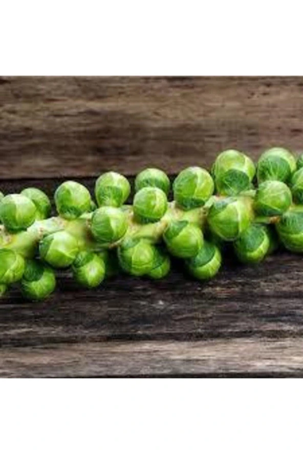 20 Adet Tohum Yerli Bürüksel Lahana Tohumu Sürpriz Hediye Tohum Brüksel Lahanası Lahana - 3