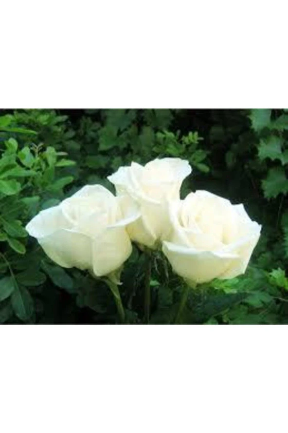 10 Adet Tohum Beyaz Gül Tohumu Nadir Beyaz Gül Tohum Saksı Toprak Hediyelidir