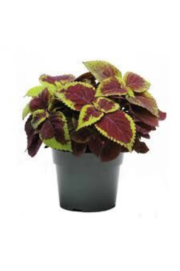 30 Adet Tohum Nadir Yaprağı Güzel Çiçeği Tohuımu Güzel Yapraklı Çiçek Tohumu Hediye Tohumlu - Resim 2