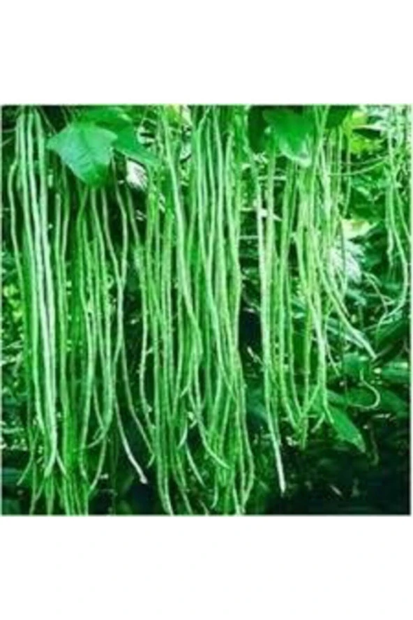 Tohum Uzun Yeşil Çin Fasulyesi Tohumu Sürpriz Hediye Tohum Yeni Mahsül 10 Adet
