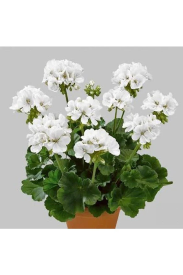 10 Adet Tohum Nadir Bulunan Beyaz Sardunya Çiçeği Çiçek Tohumu Saksı Toprak Hediyemiz ürün görseli