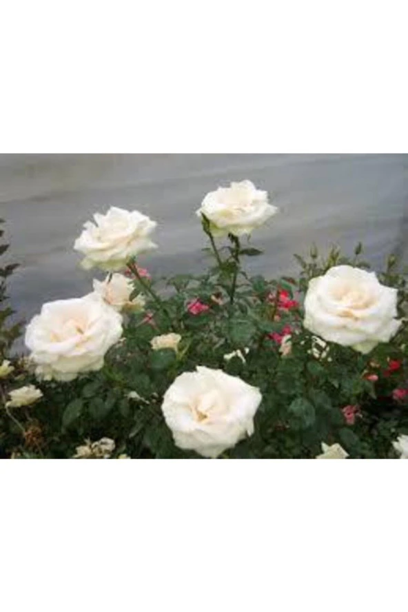 10 Adet Tohum Beyaz Gül Tohumu Nadir Beyaz Gül Tohum Saksı Toprak Hediyelidir - 3