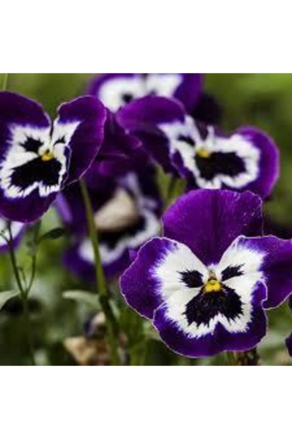 10 Adet Tohum Hercai Çiçek Tohumu Hercai Çiçeği Hediye Saksı Toprak Sürpriz Hediye - Resim 3