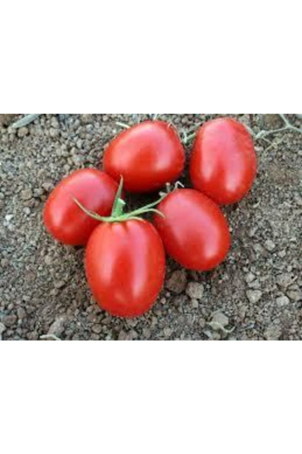 20 Adet Tohum Italyan Rio Grande Domates Tohumu Saksı Toprak Süpriz Hediye Tohum - Resim 4