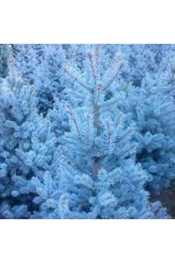 5 Adet Tohum Nadir Mavi Ladin Ağacı Tohumu Mavi Ladin Sürpriz Hediye Tohum - 2