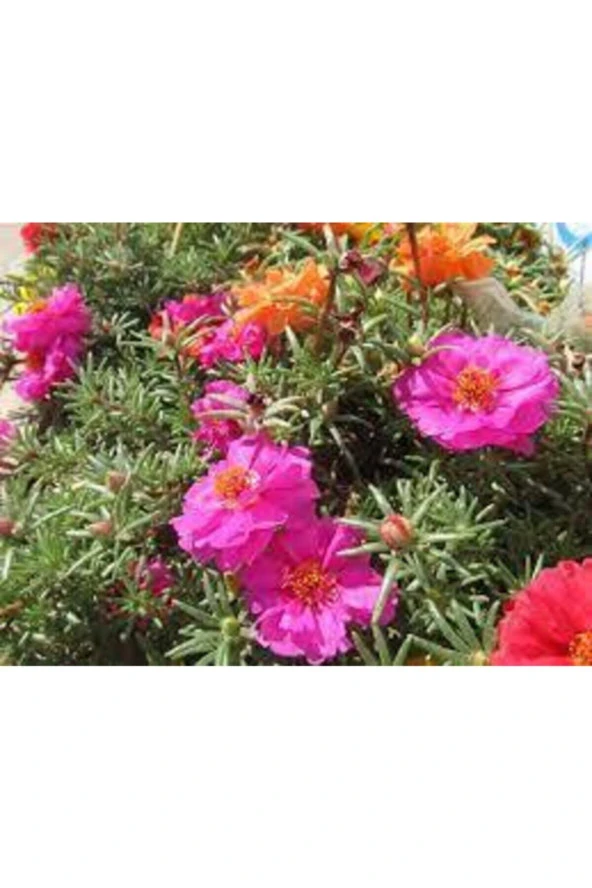 10 Adet Tohum Katmerli Ipek Çiçeği Tohum Ipek Çiçeği Tohumu Sürpriz Hediye Tohumla Gönderilir - Resim 3