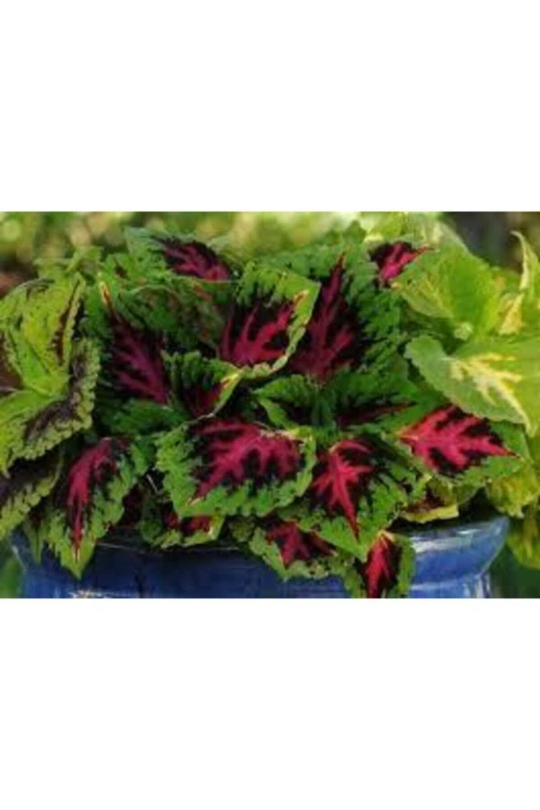 30 Adet Tohum Nadir Yaprağı Güzel Çiçeği Tohuımu Güzel Yapraklı Çiçek Tohumu Hediye Tohumlu - Resim 3