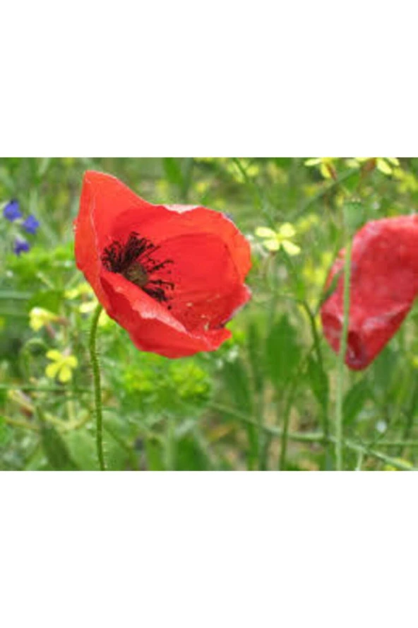 25 Adet Tohum Kırmızı Gelincik Çiçeği Tohumu Sürpriz Saksı Toprak Hediye Bonsai Ağacı Tohumuludur - Resim 2