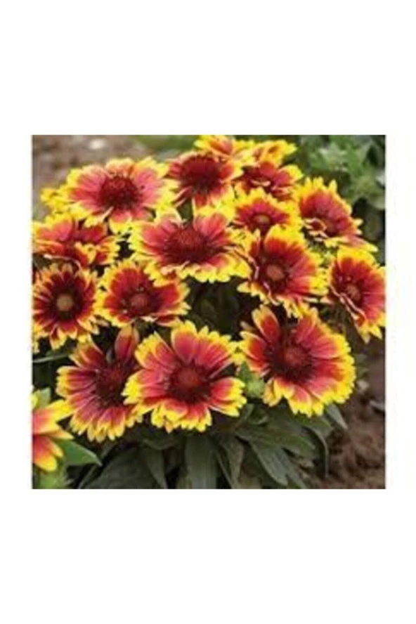 10 Adet Tohum Nadir Bulunan Meramlı Kız Çiçeği Tohumu Saksı Toprak Sürpriz Hediye Tohumludur - 2