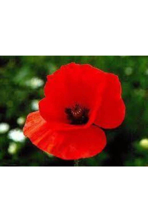 25 Adet Tohum Kırmızı Gelincik Çiçeği Tohumu Sürpriz Saksı Toprak Hediye Bonsai Ağacı Tohumuludur - Resim 3