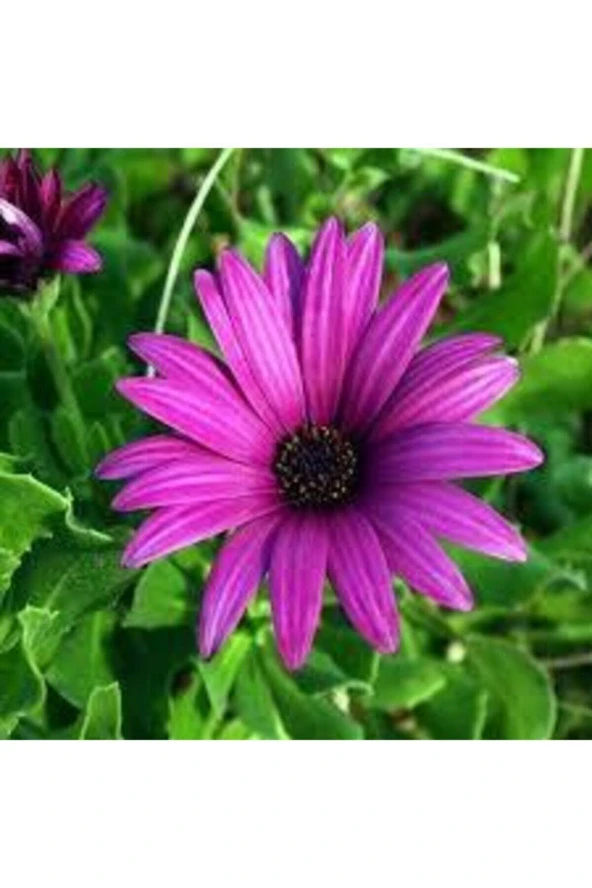 10 Adet Tohum Kraliçe Papatya Çiçeği Tohumu Saksı Toprak Hediye Sürpriz Tohum Hediyeli Tohuum