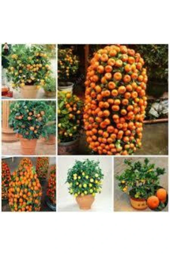 5 Adet Tohum Bodur Bonsai Mandalina Ağacı Toprak Saksı Sürpriz Heidye Bonsai Ağacı Tohumu - Resim 2