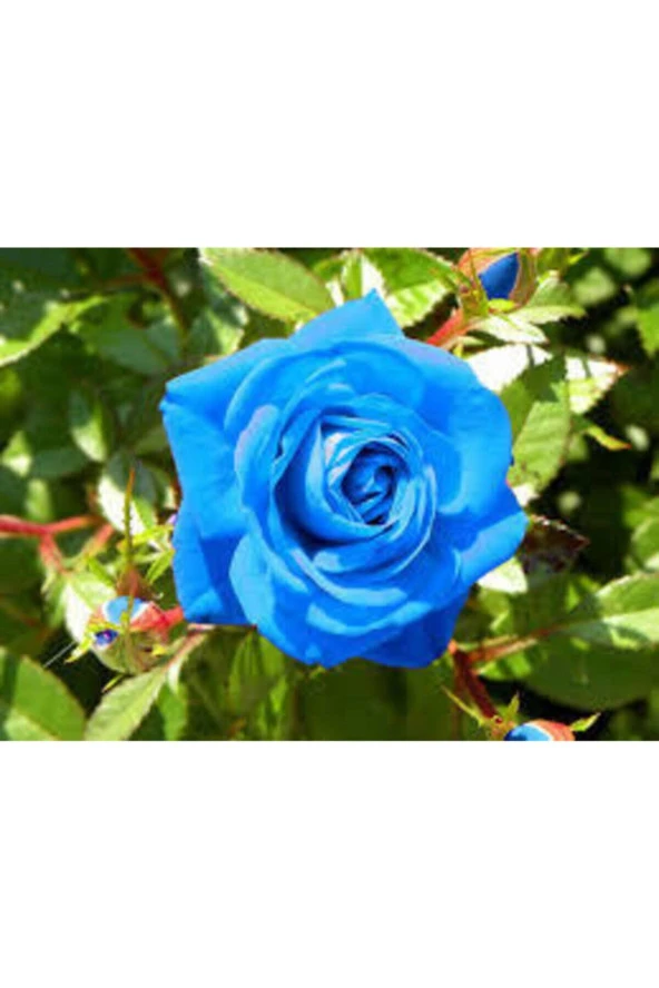 5 Adet Tohum Nadir Bulunan Mavi Gül Tohumu Mavi Bahçe Gülü Saksı Toprak Hediyemizdir - 2