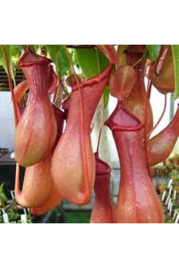 5 Adet Tohum Nepenthes Sinek Kapan Etobur Etçil Bitki Çiçeği Süpriz Hediye Bonzai Ağacı Tohumu