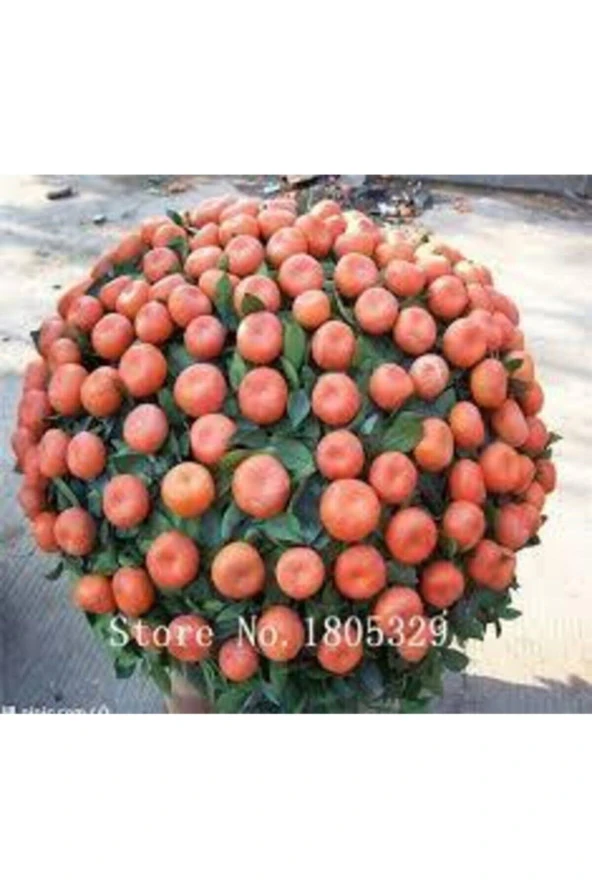 5 Adet Tohum Bodur Bonsai Mandalina Ağacı Toprak Saksı Sürpriz Heidye Bonsai Ağacı Tohumu - Resim 3