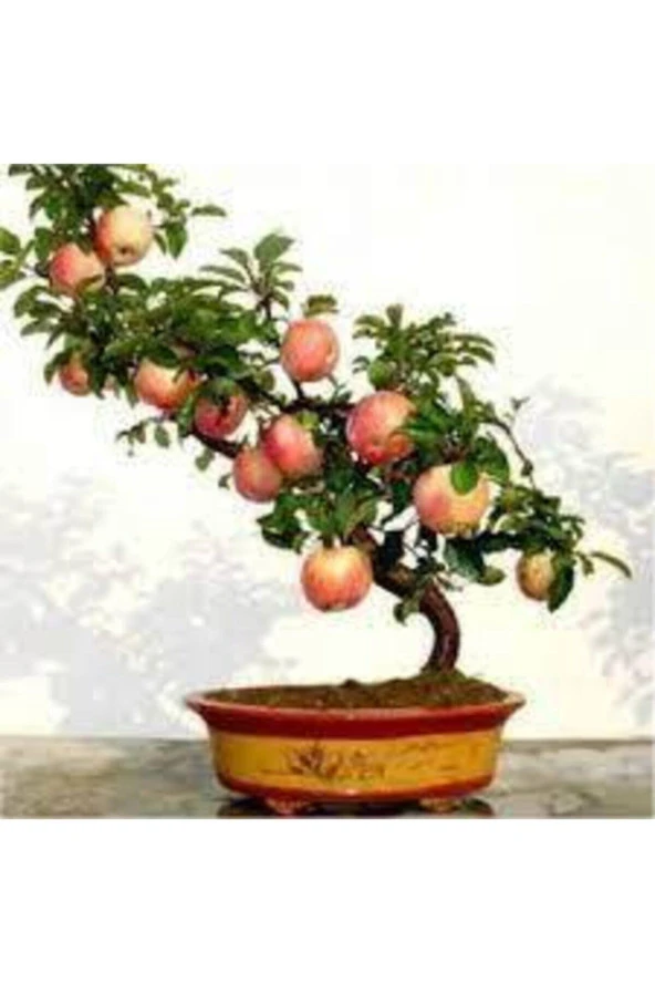 5 Adet Tohum Bodur  Elma Ağacı Tohumu Elma Ağacı Sürpriz Heidye Ağacı Saksı Toprak - 3