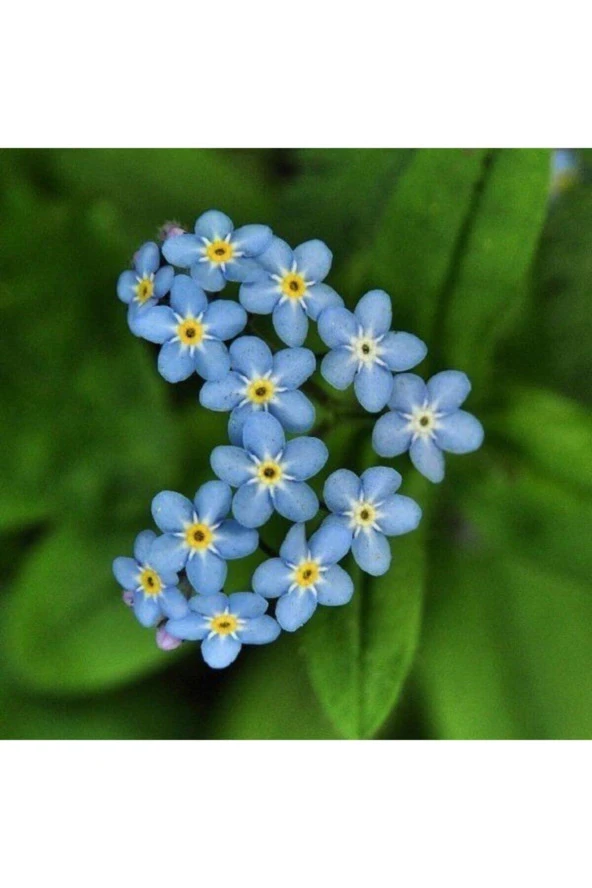 5 Adet Tohum Çok Nadir Bulunan Beni Unutma Unutma Beni Çiçeği Tohumu Saksı Torak - Resim 2
