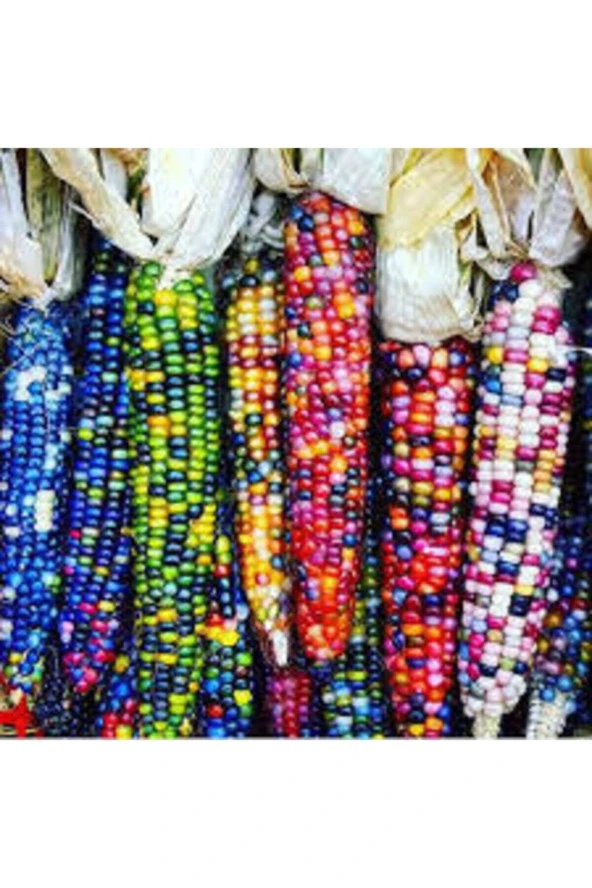 3 Adet Tohum Nadir Renkli Mısır Tohumu Renkli Mısır Hint Mısırı Yeni Mahsül Hormonsuz Verimli - 2