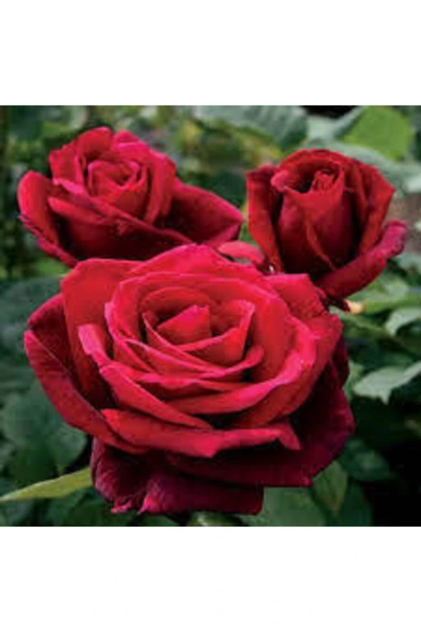 5 Adet Tohum Nadir Kırmızı Gül Tohumu Bahçe Gülü Saksı Toprak Sürpriz Hediye Tohumludur