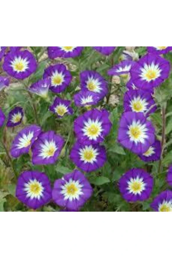 10 Adet Tohum Ithal Sarmaşık Gündüz Güzeli Sarmaşık Tohumu Saksı Toprak Sürpriz Hediye Tohumlu - Resim 2