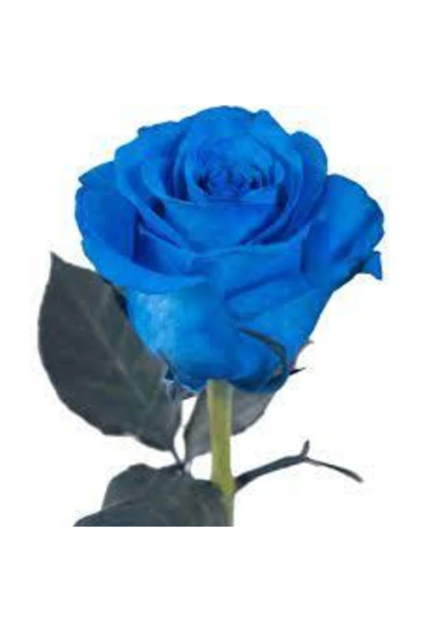 5 Adet Tohum Nadir Bulunan Mavi Gül Tohumu Mavi Bahçe Gülü Saksı Toprak Hediyemizdir - 5