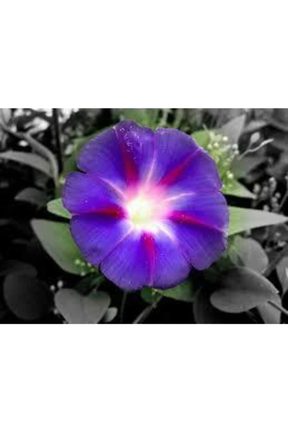 10 Adet Tohum Ithal Sarmaşık Gündüz Güzeli Sarmaşık Tohumu Saksı Toprak Sürpriz Hediye Tohumlu - Resim 3