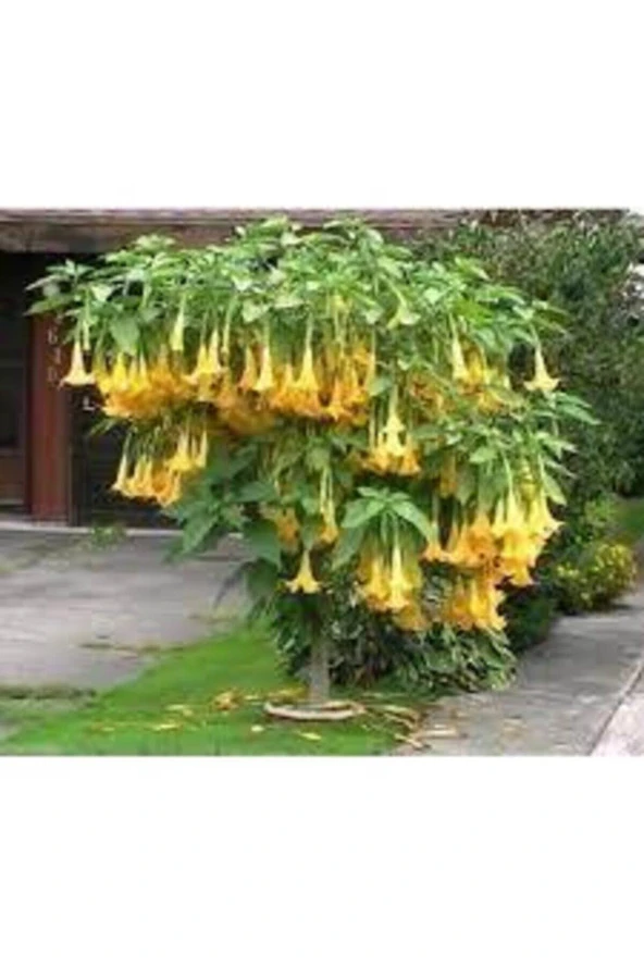 5 Adet Tohum Angel Trumpet Çiçeği Meleklerin Borozanı Çiçek Tohumu Süpriz Hediye Bonsai Ağacı Tohum