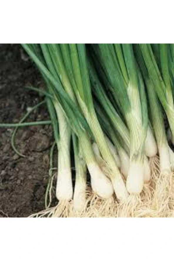 20 Adet Tohum Taze Firik Acısız Yeşil Soğan Tohumu Sürpriz Hediye Tohum Saksı Toprak Hediyemizdir - Resim 3